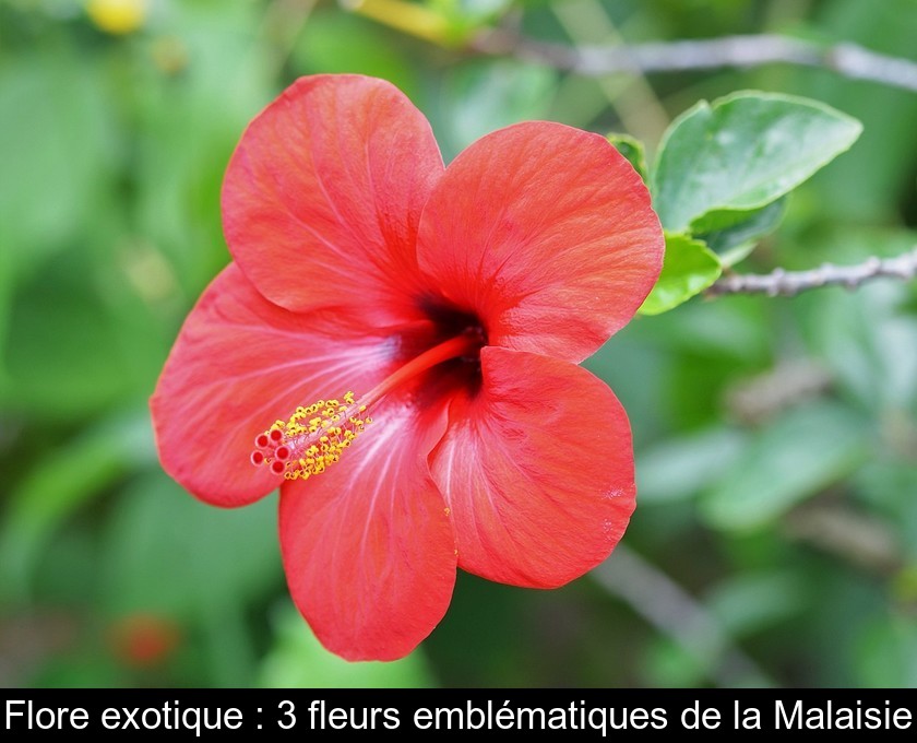 Flore exotique : 3 fleurs emblématiques de la Malaisie