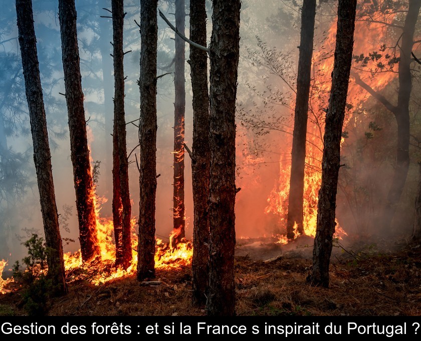 Gestion des forêts : et si la France s'inspirait du Portugal ? Gestion des forêts : et si la France s'inspirait du Portugal ?