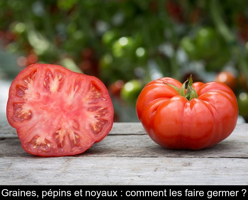 Graines, pépins et noyaux : comment les faire germer ?