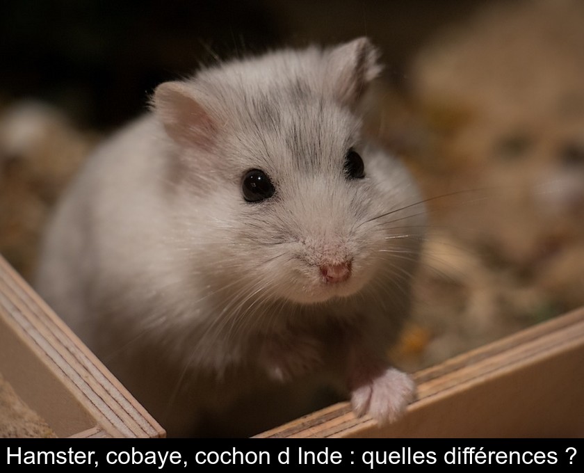 Hamster, cobaye, cochon d'Inde : quelles différences ?