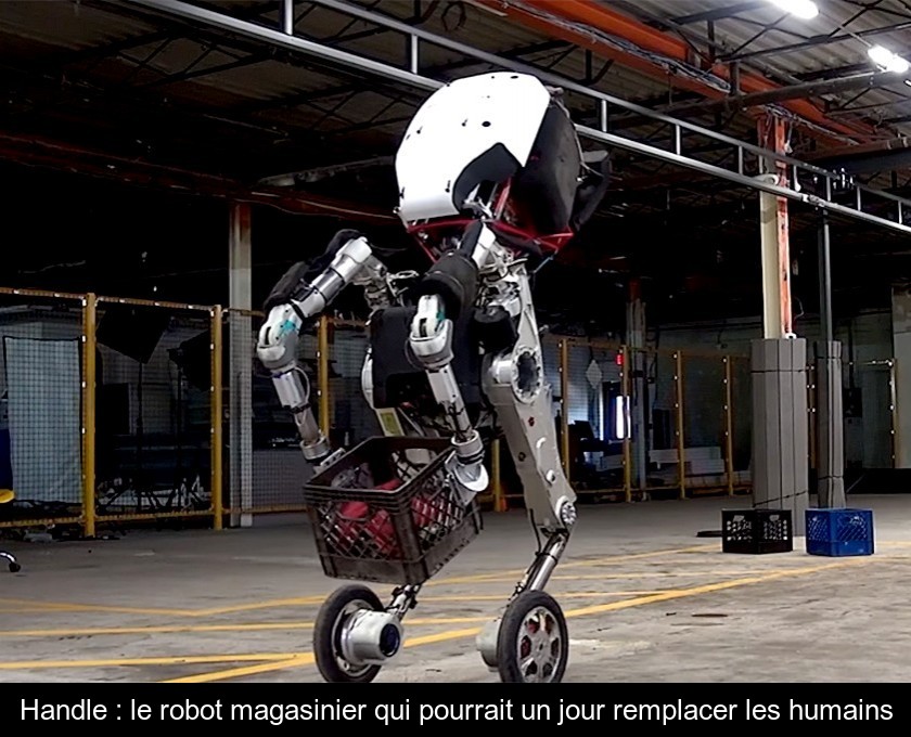 Handle : le robot magasinier qui pourrait un jour remplacer les humains Handle : le robot magasinier qui pourrait un jour remplacer les humains