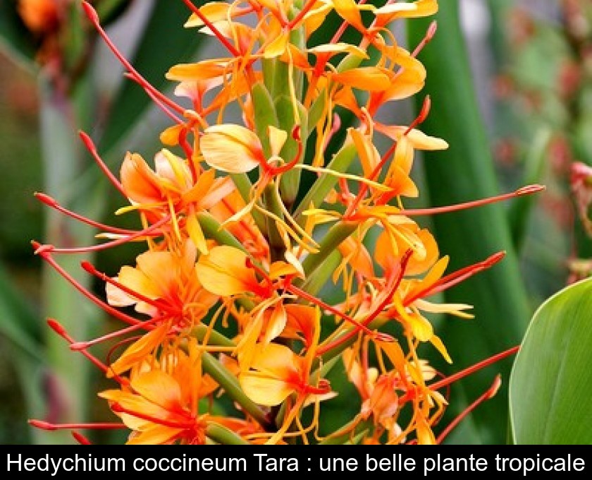 Hedychium coccineum Tara : une belle plante tropicale Hedychium coccineum Tara : une belle plante tropicale