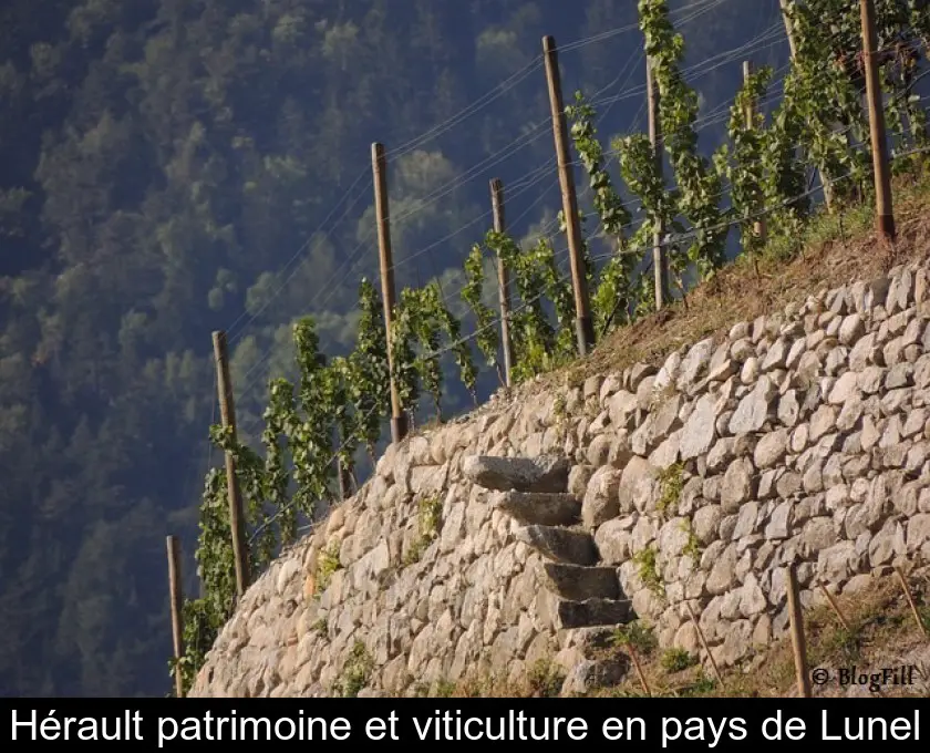 Hérault patrimoine et viticulture en pays de Lunel