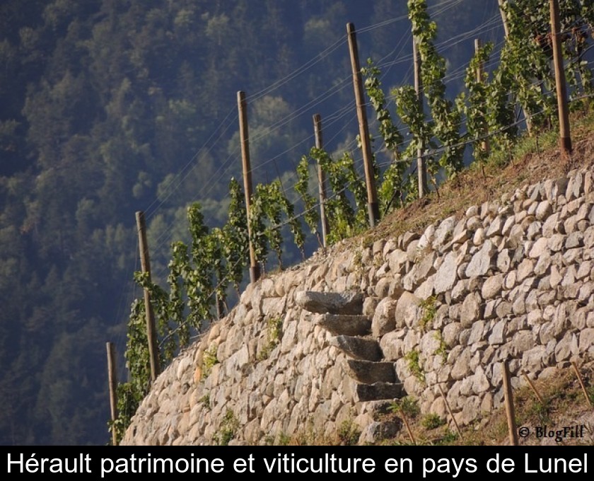 Hérault patrimoine et viticulture en pays de Lunel Hérault patrimoine et viticulture en pays de Lunel