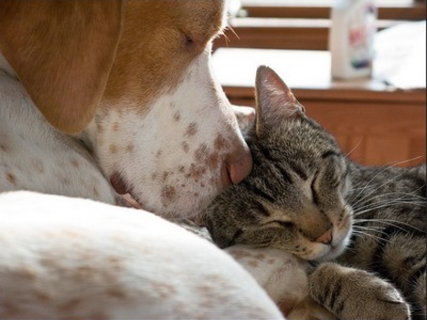 Homéopathie : pour les animaux aussi Homéopathie : pour les animaux aussi
