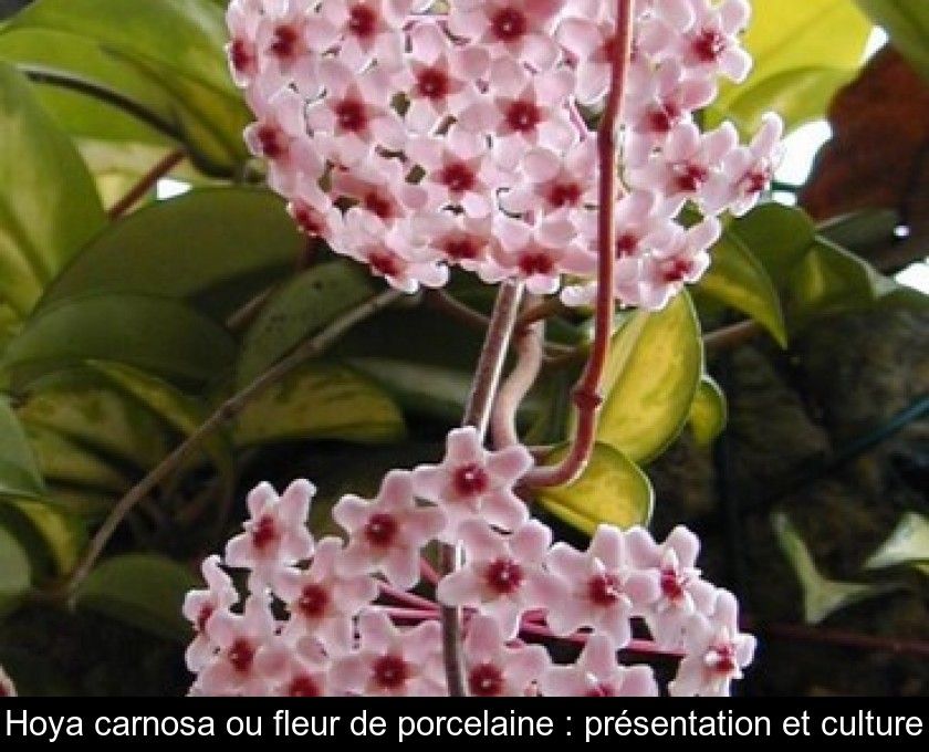 Hoya carnosa ou fleur de porcelaine : présentation et culture