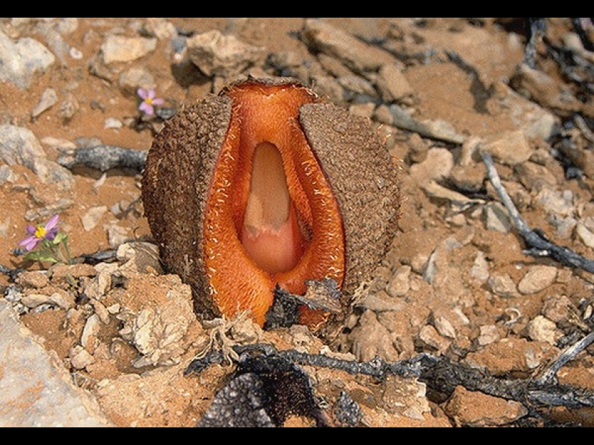 Hydnora africana : une plante qui fait peur Hydnora africana : une plante qui fait peur