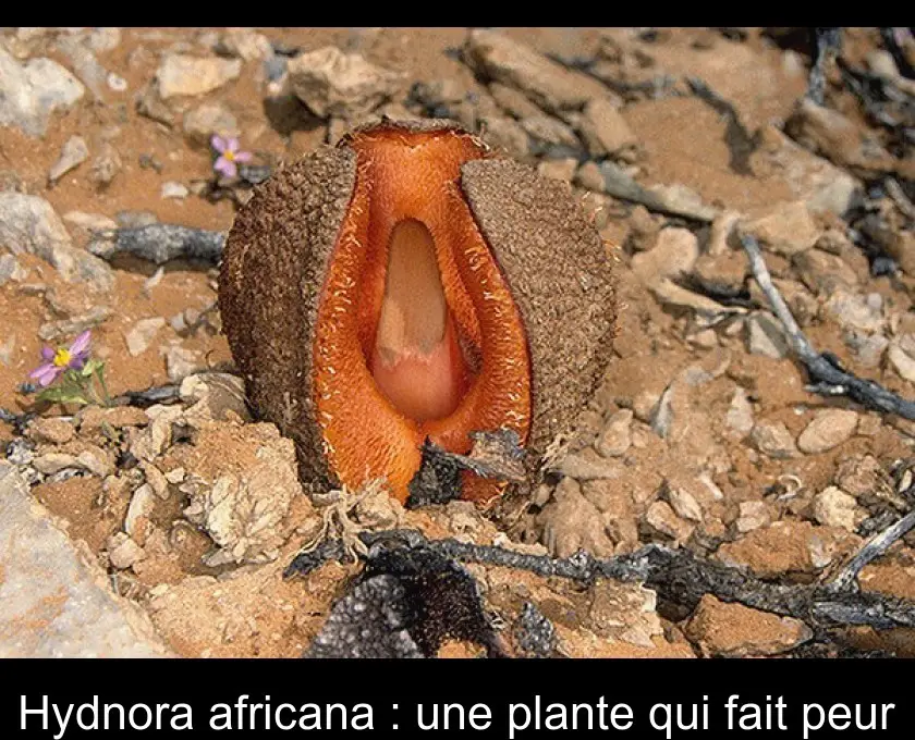 Hydnora africana : une plante qui fait peur