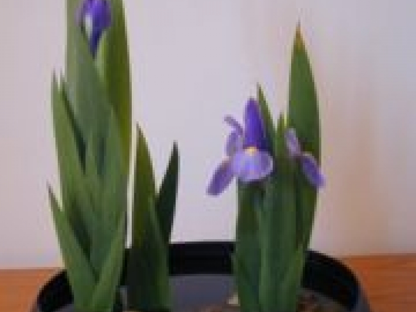 Ikebana Ikebana