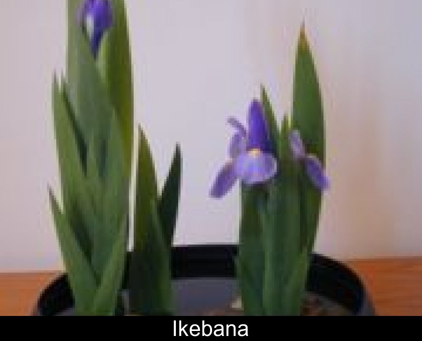 Ikebana Ikebana