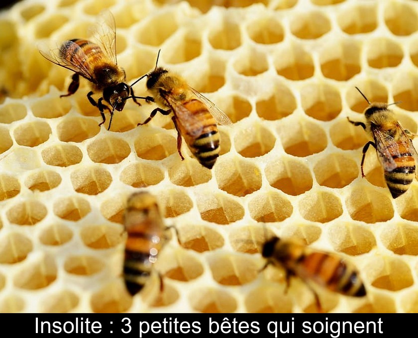 Insolite : 3 petites bêtes qui soignent