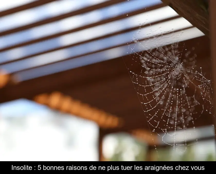 Insolite : 5 bonnes raisons de ne plus tuer les araignées chez vous