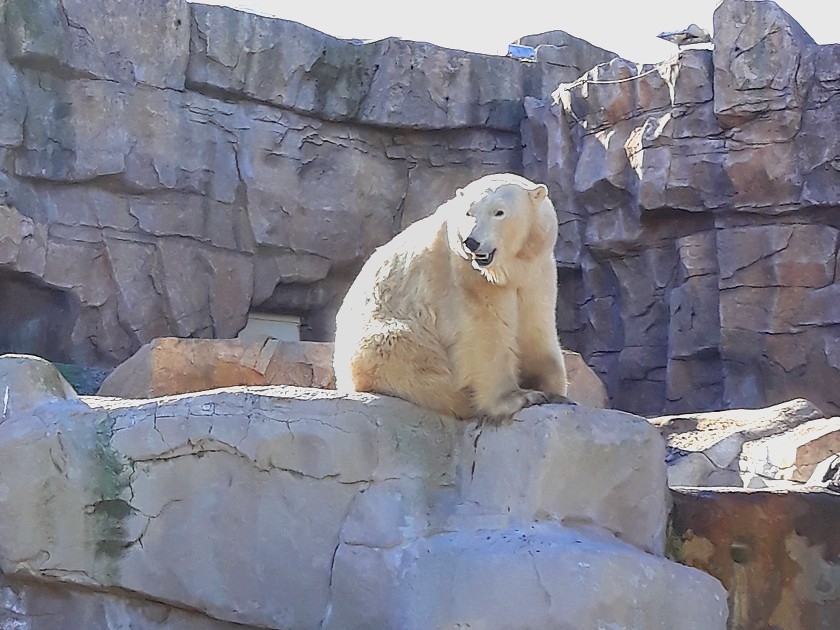 Insolite : 5 choses à savoir sur les ours polaires de Marineland Insolite : 5 choses à savoir sur les ours polaires de Marineland