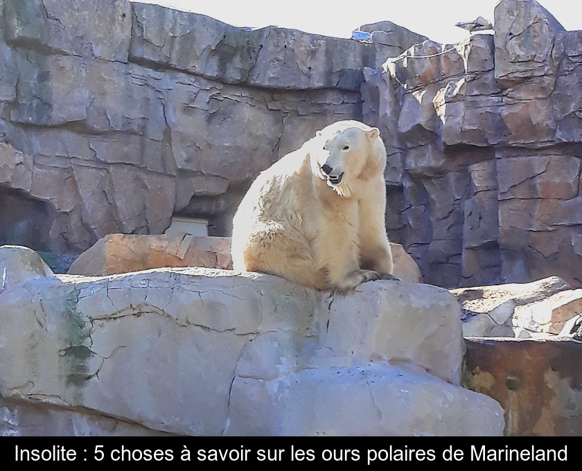 Insolite : 5 choses à savoir sur les ours polaires de Marineland