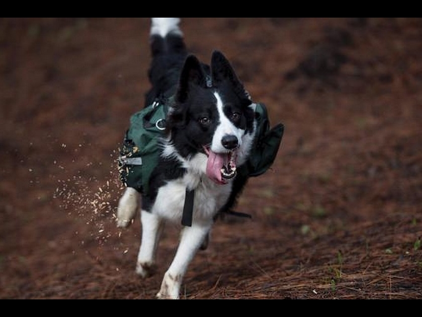 Insolite : au Chili, des chiens ressèment les terres brûlées Insolite : au Chili, des chiens ressèment les terres brûlées