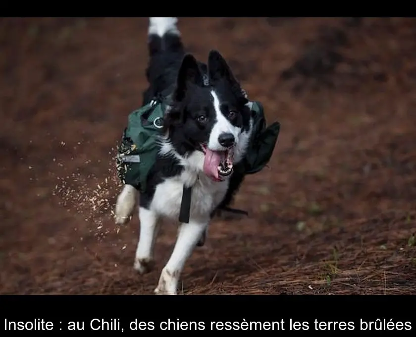 Insolite : au Chili, des chiens ressèment les terres brûlées