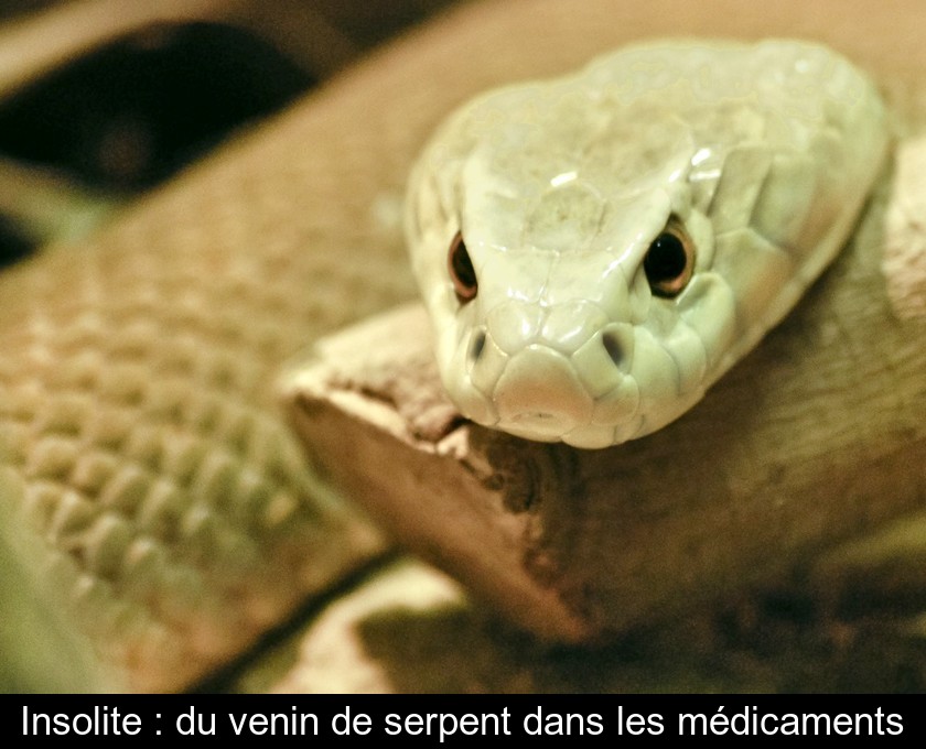Insolite : du venin de serpent dans les médicaments Insolite : du venin de serpent dans les médicaments