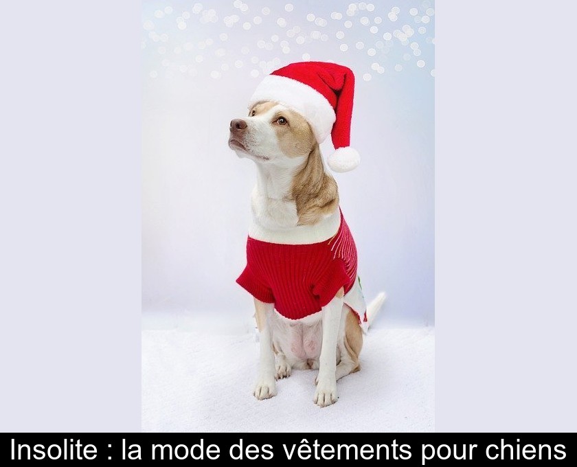 Insolite : la mode des vêtements pour chiens Insolite : la mode des vêtements pour chiens