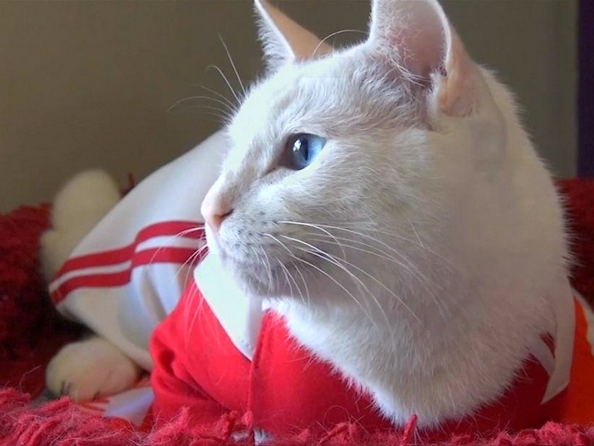Insolite : les animaux pronostiqueurs de la Coupe du monde Insolite : les animaux pronostiqueurs de la Coupe du monde