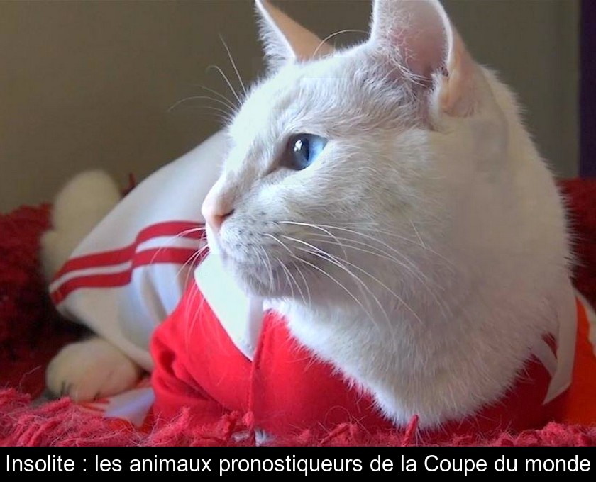 Insolite : les animaux pronostiqueurs de la Coupe du monde