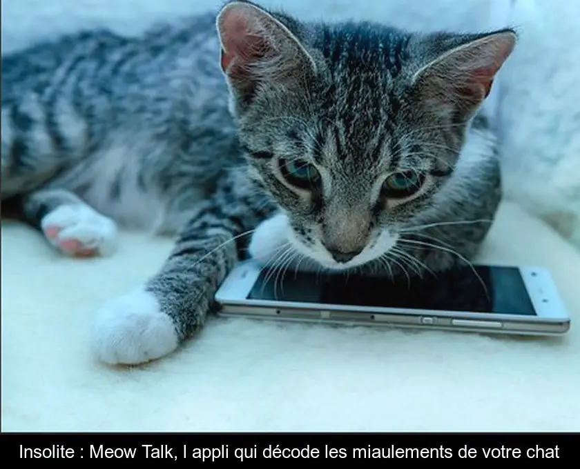 Insolite : Meow Talk, l'appli qui décode les miaulements de votre chat