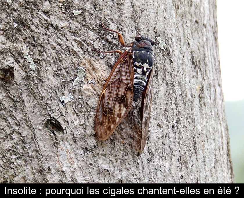 Insolite : pourquoi les cigales chantent-elles en été ?