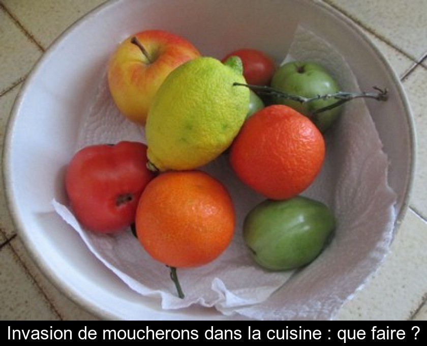 Invasion de moucherons dans la cuisine : que faire ? Invasion de moucherons dans la cuisine : que faire ?