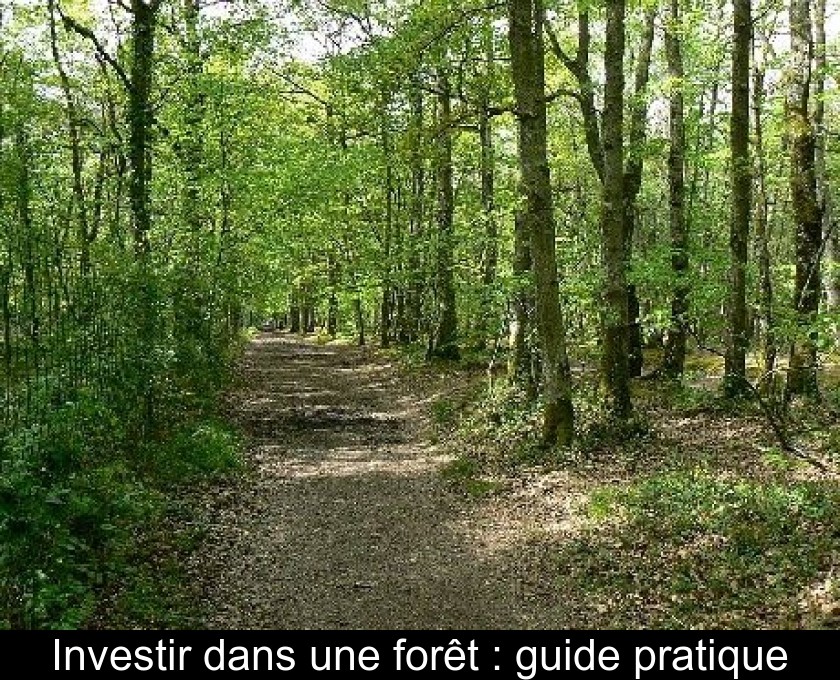 Investir Dans Une Foret Guide Pratique