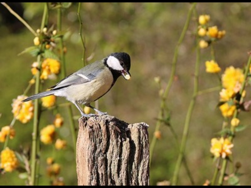 Invitez les oiseaux au jardin en créant des haies Invitez les oiseaux au jardin en créant des haies