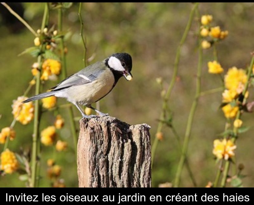 Invitez les oiseaux dans votre jardin