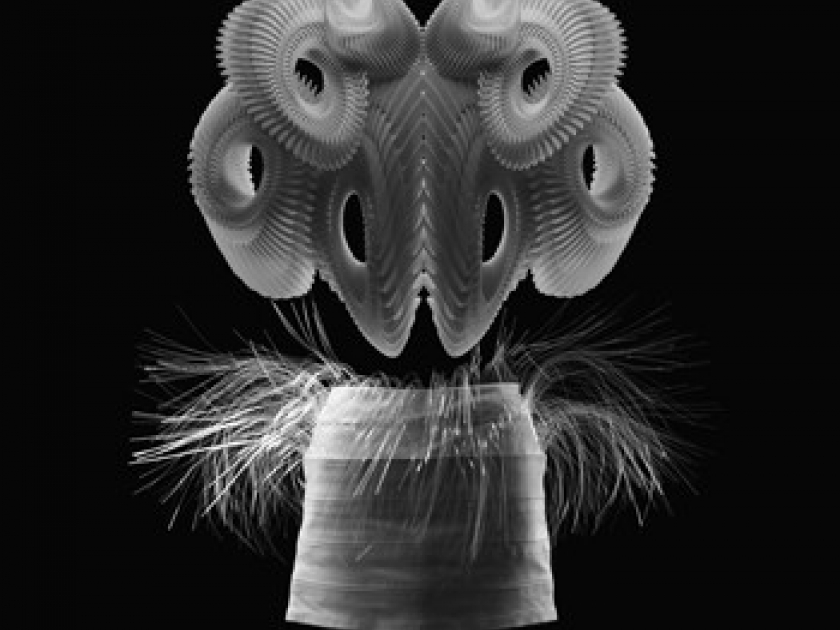 Iris van Herpen : une exposition entre art et mode à Calais Iris van Herpen : une exposition entre art et mode à Calais