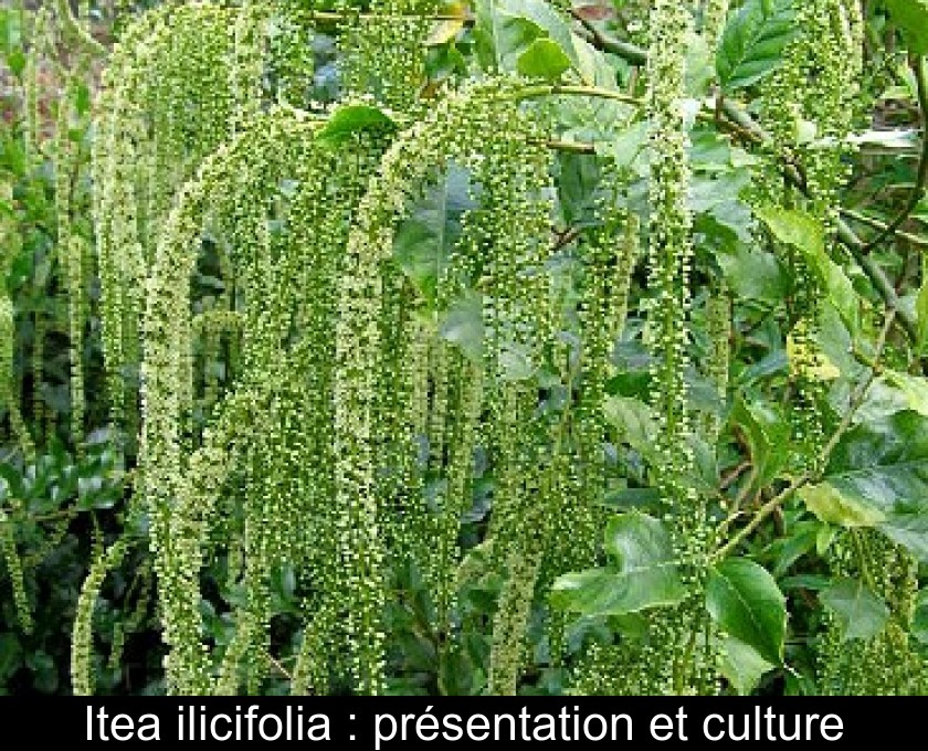 Itea ilicifolia : présentation et culture Itea ilicifolia : présentation et culture