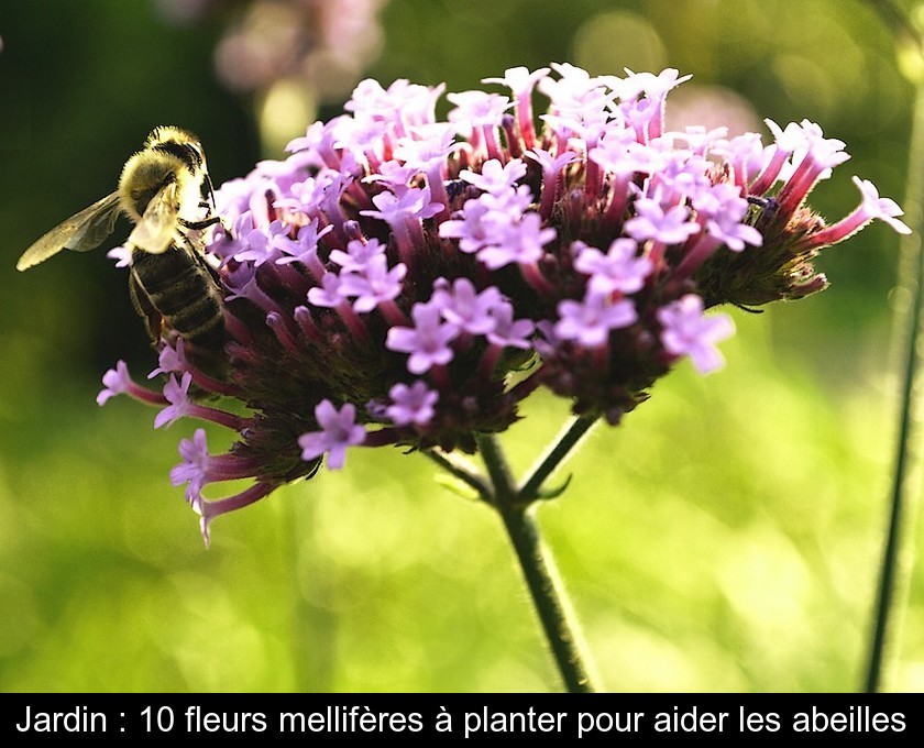 Jardin : 10 fleurs mellifères à planter pour aider les abeilles Jardin : 10 fleurs mellifères à planter pour aider les abeilles