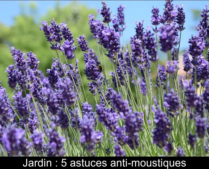 Jardin : 5 astuces anti-moustiques