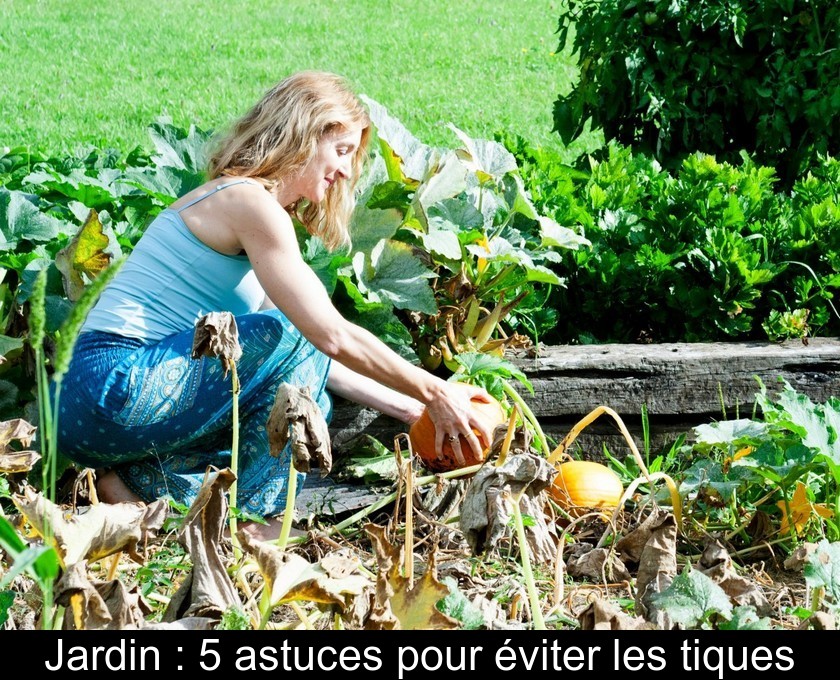 Jardin : 5 astuces pour éviter les tiques