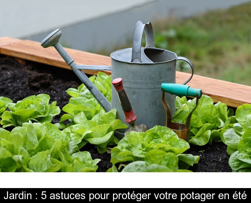 Jardin : 5 astuces pour protéger votre potager en été Jardin : 5 astuces pour protéger votre potager en été