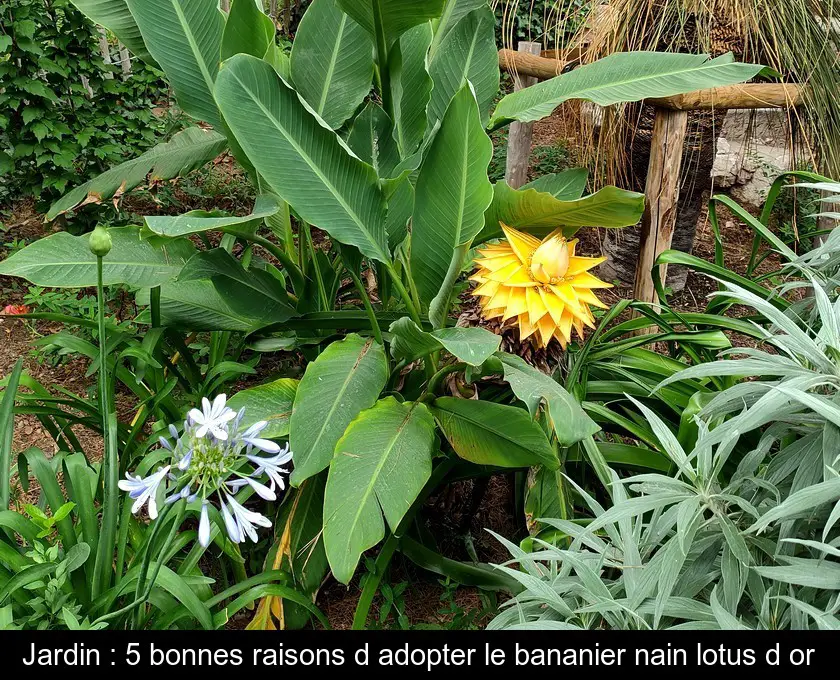 Jardin : 5 bonnes raisons d'adopter le bananier nain lotus d'or