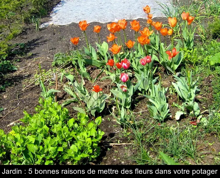Jardin : 5 bonnes raisons de mettre des fleurs dans votre potager