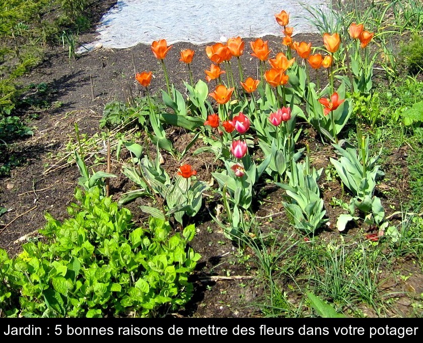 Jardin : 5 bonnes raisons de mettre des fleurs dans votre potager Jardin : 5 bonnes raisons de mettre des fleurs dans votre potager