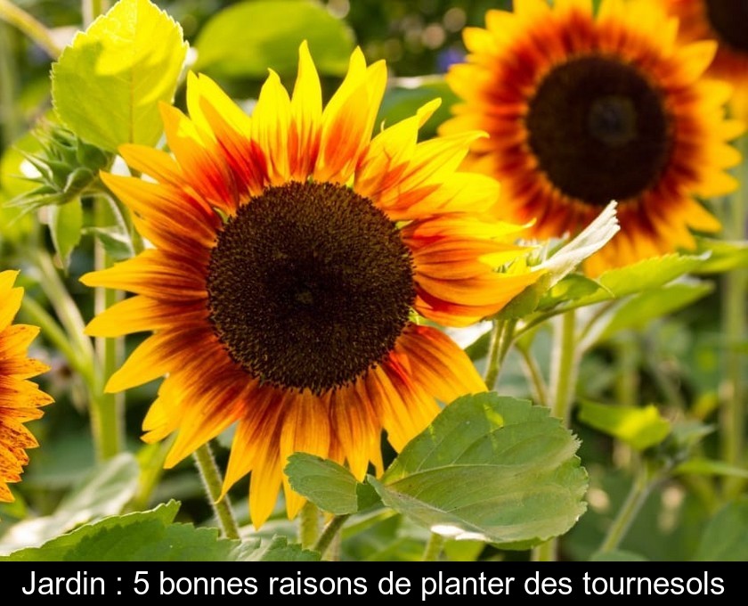 Jardin : 5 bonnes raisons de planter des tournesols