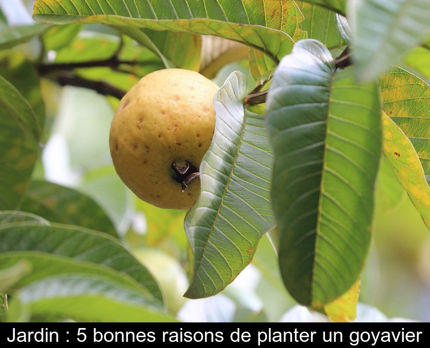 Jardin : 5 bonnes raisons de planter un goyavier