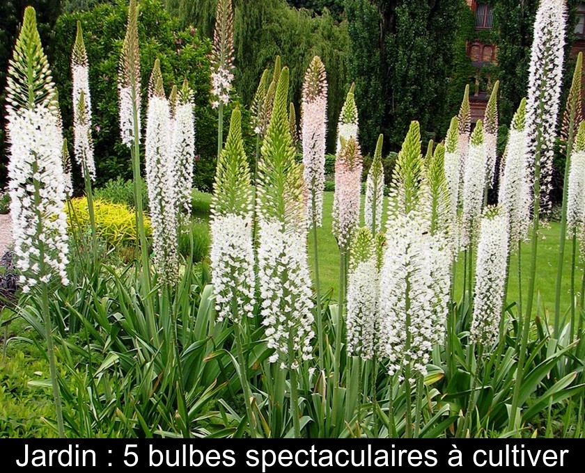 Jardin : 5 bulbes spectaculaires à cultiver Jardin : 5 bulbes spectaculaires à cultiver