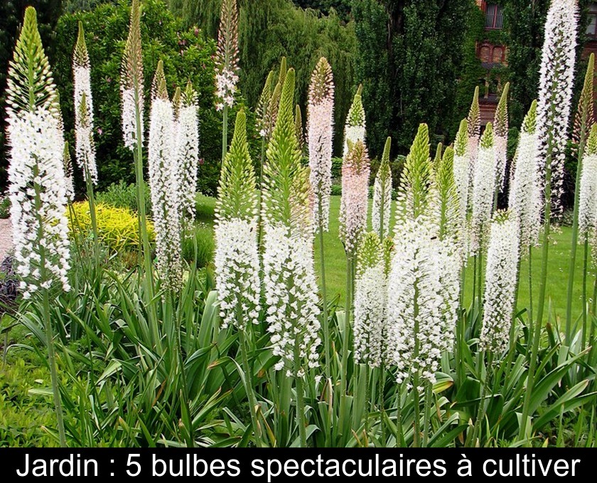 3 choses à savoir pour planter des bulbes