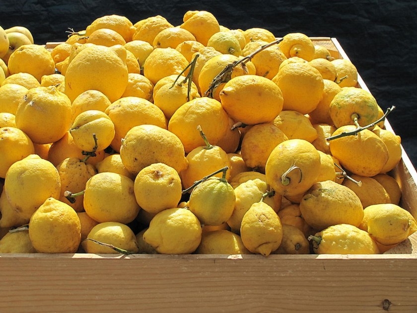 Jardin : 5 choses à savoir sur le citron de Menton Jardin : 5 choses à savoir sur le citron de Menton