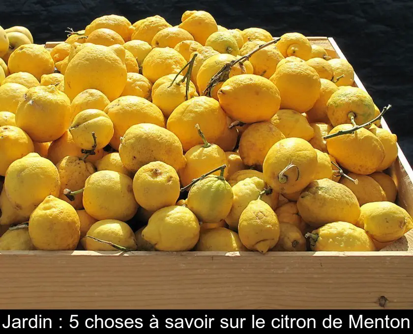 Jardin : 5 choses à savoir sur le citron de Menton
