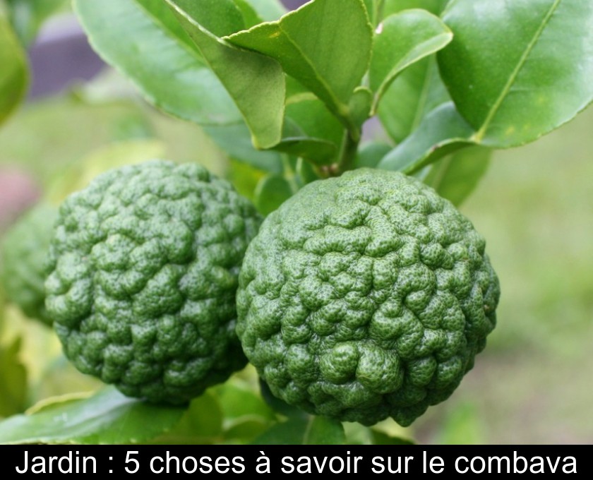Jardin : 5 choses à savoir sur le combava Jardin : 5 choses à savoir sur le combava