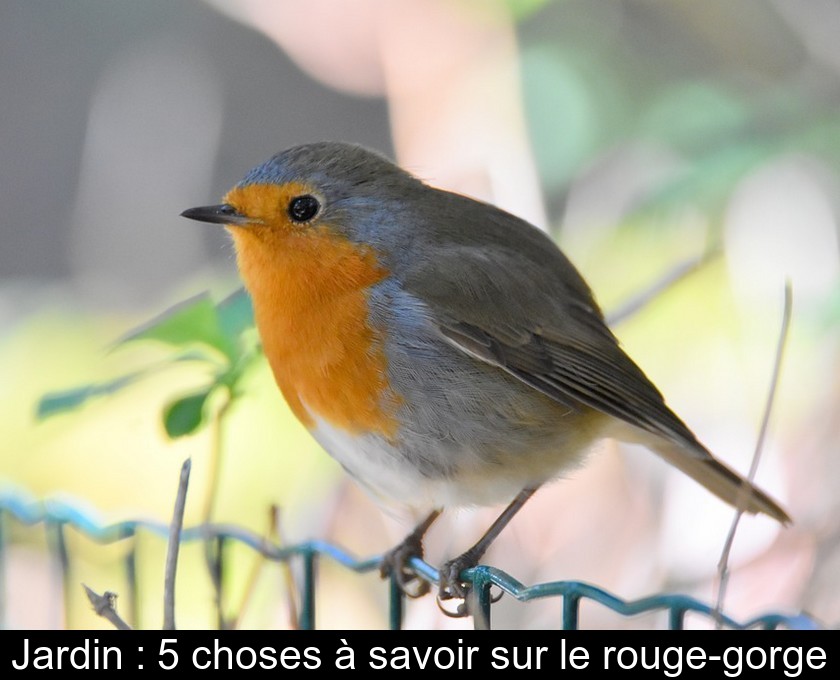 Jardin : 5 choses à savoir sur le rouge-gorge Jardin : 5 choses à savoir sur le rouge-gorge