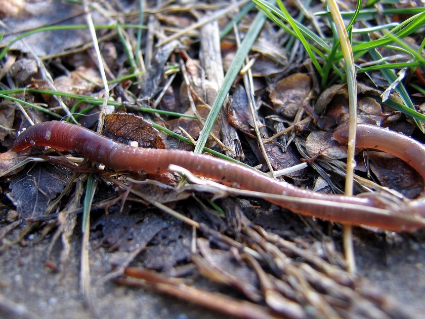Jardin : 5 choses à savoir sur le ver de terre Jardin : 5 choses à savoir sur le ver de terre