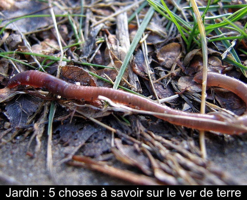 Jardin : 5 choses à savoir sur le ver de terre Jardin : 5 choses à savoir sur le ver de terre