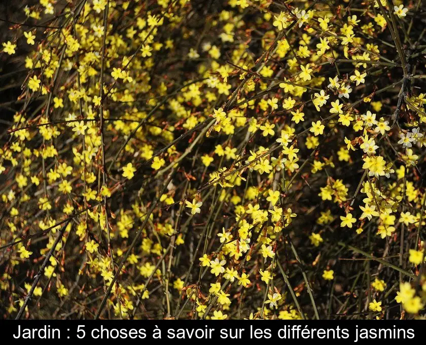 Jardin : 5 choses à savoir sur les différents jasmins